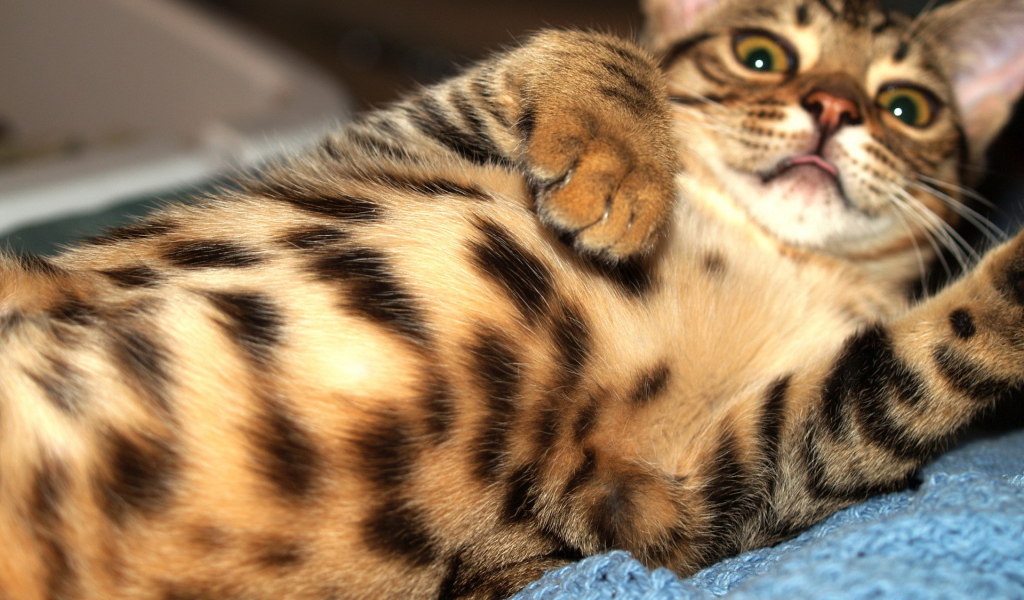 Домашний леопард