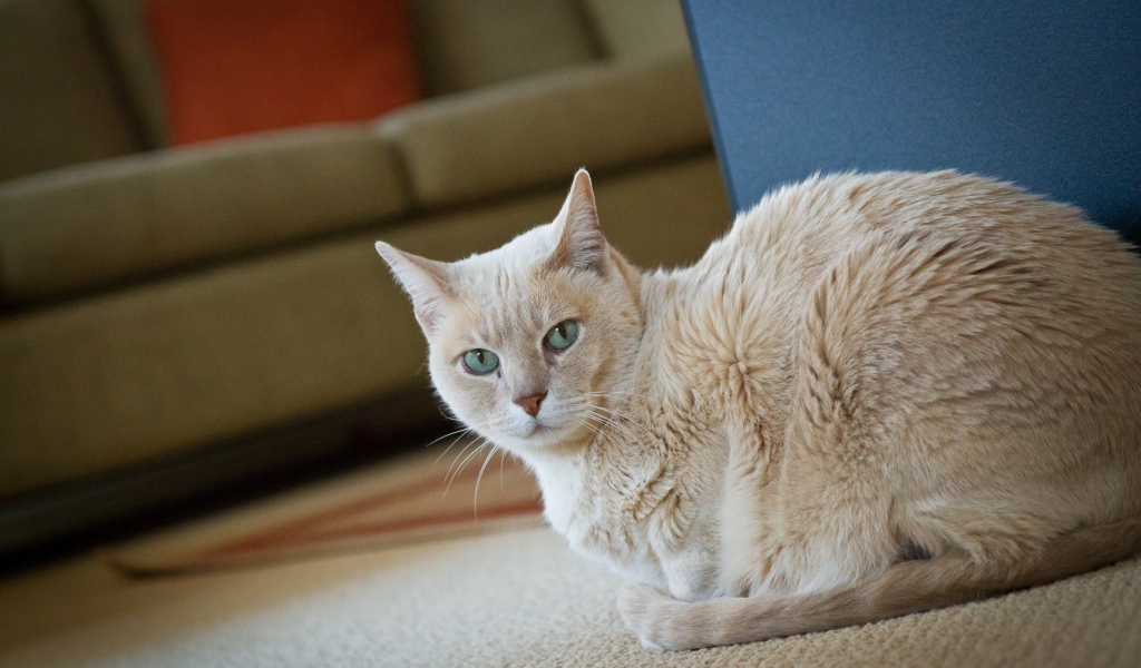 Домашний кот австралийский мист