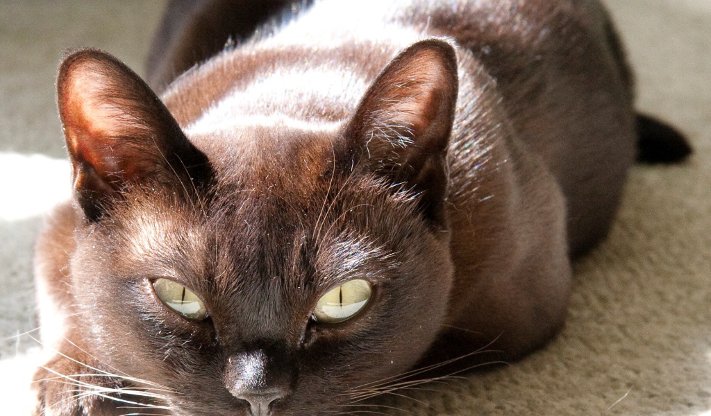 Охотник бурманская кошка