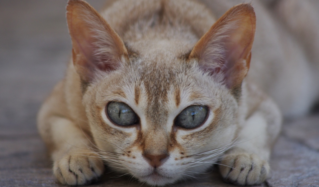 Охотник сингапурская кошка