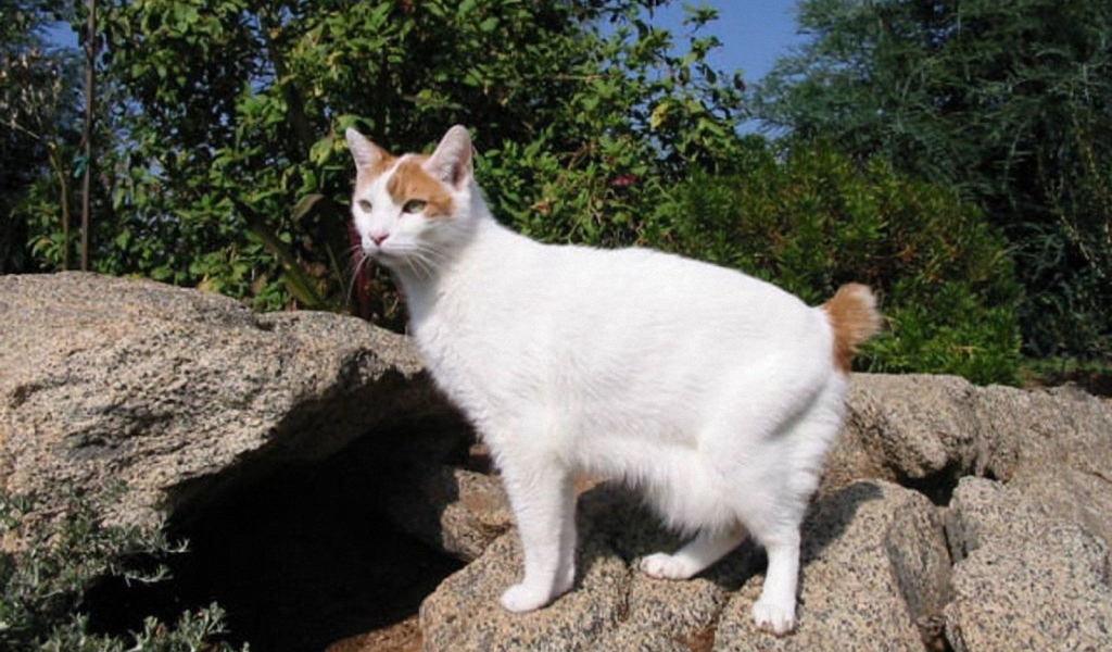 Японский бобтейл на природе