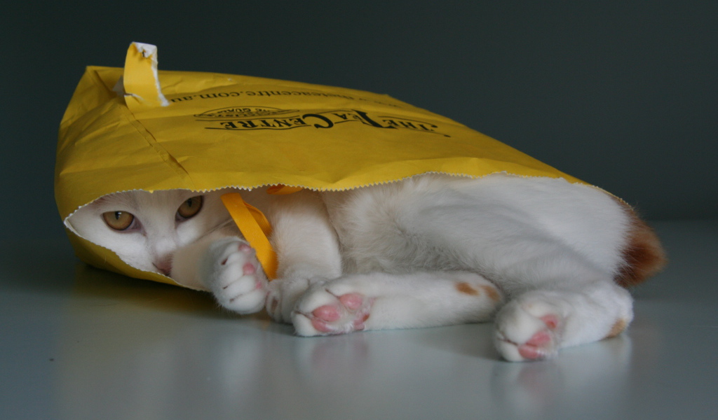 Японский бобтейл в пакете