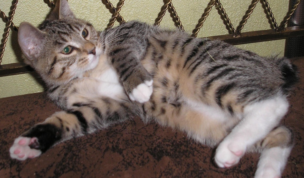 Японский бобтейл лежит