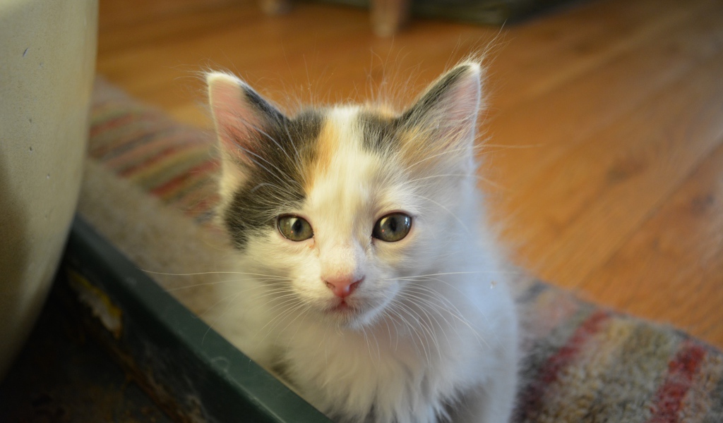 Котенок японского бобтейла