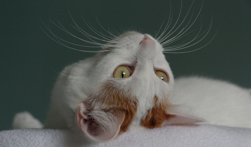 Японский бобтейл смотрит вверх