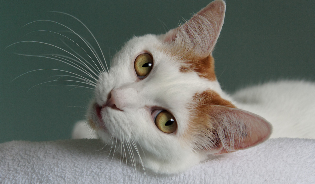 Глаза кота японский бобтейл