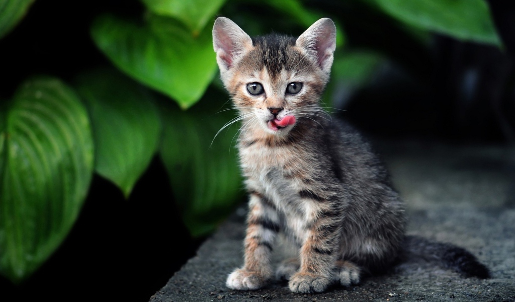 Котенок европейской короткошерстной кошки