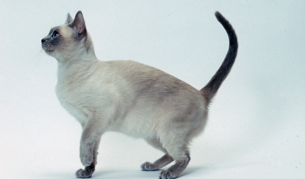 Котенок тонкинской кошки