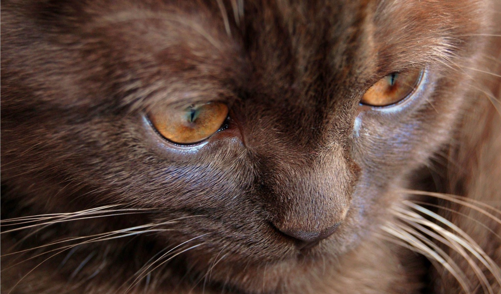 Котенок йоркской шоколадной кошки