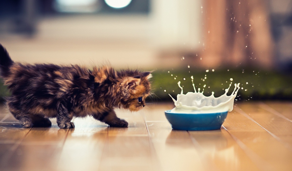 Котенок и брызги молока