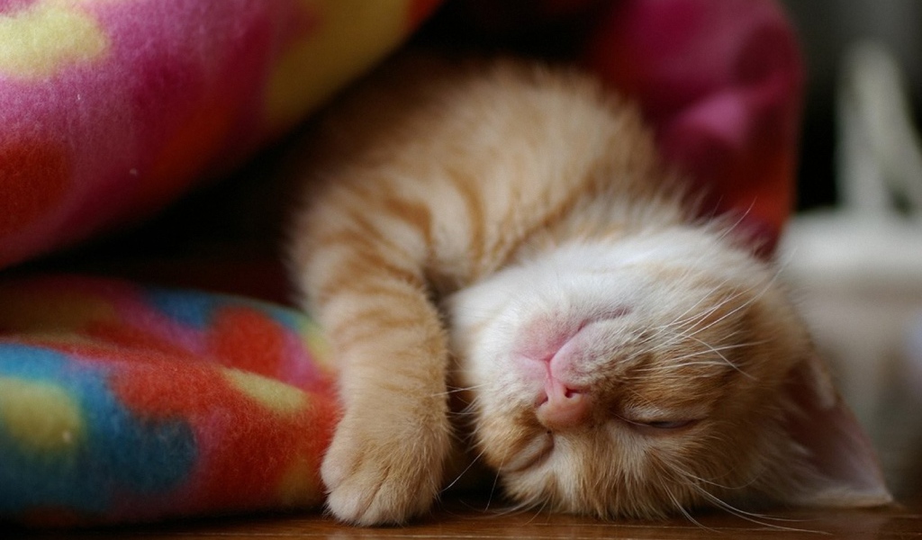 Котенок спит в одеяле