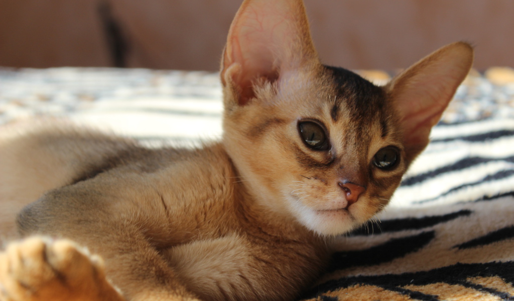 Котенок породы абиссинская кошка