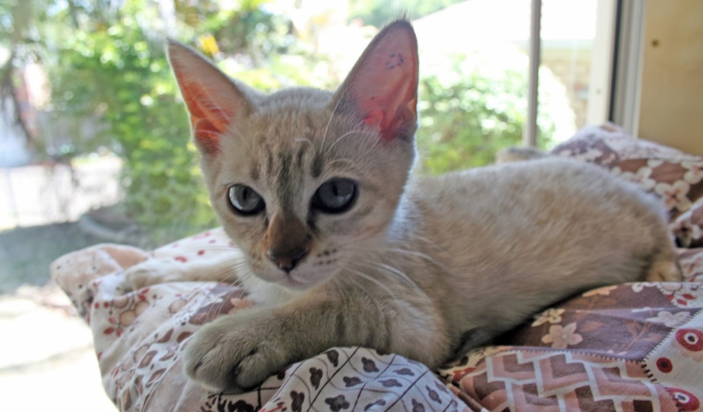 Котенок породы австралийский мист