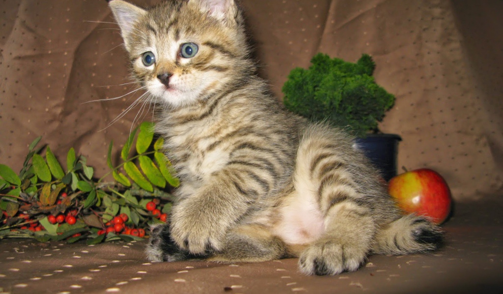 Котенок породы пиксибоб