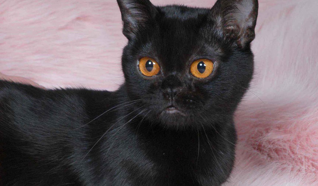 Котенок породы бомбейская кошка