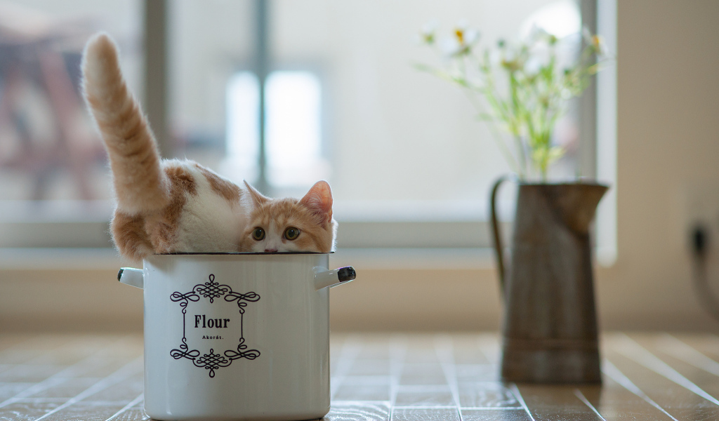 Котенок в кастрюле