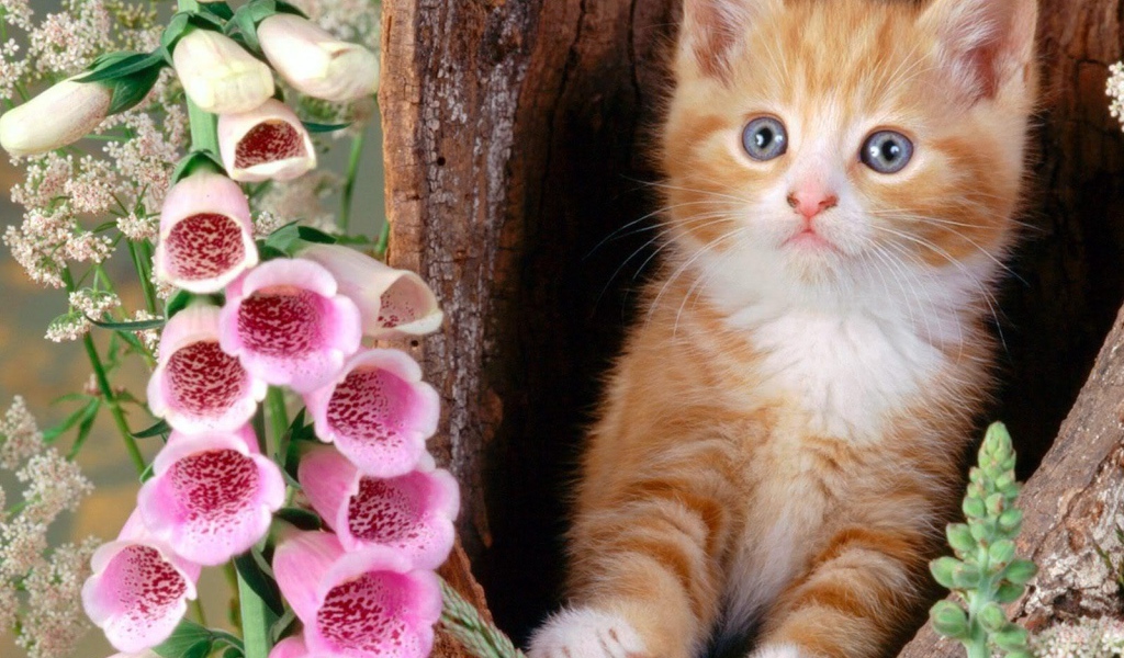 Котенок в дупле с цветками