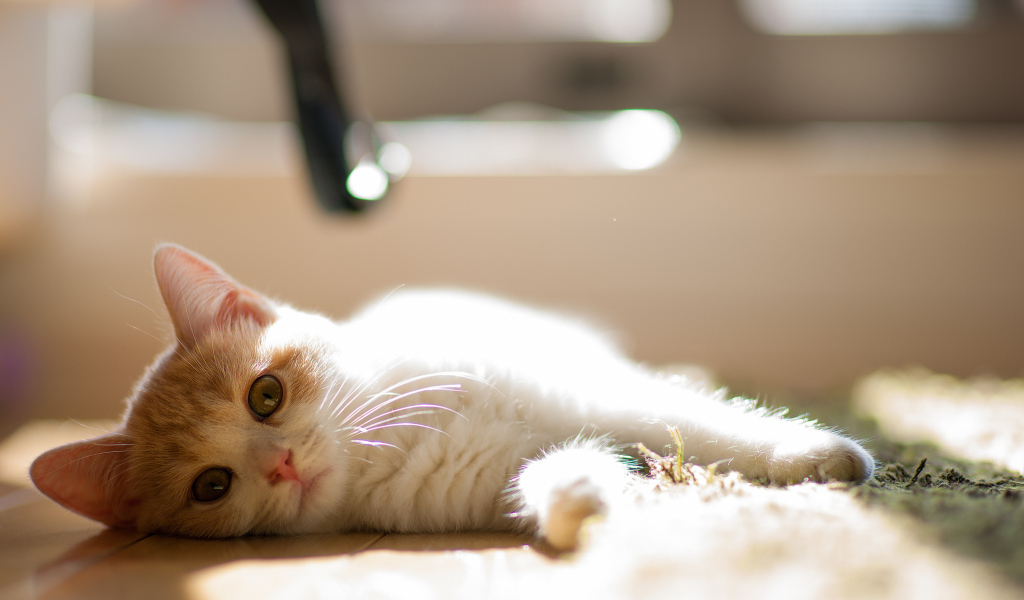 Котенок лежит на боку