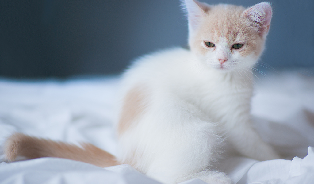 Котенок на белой постели