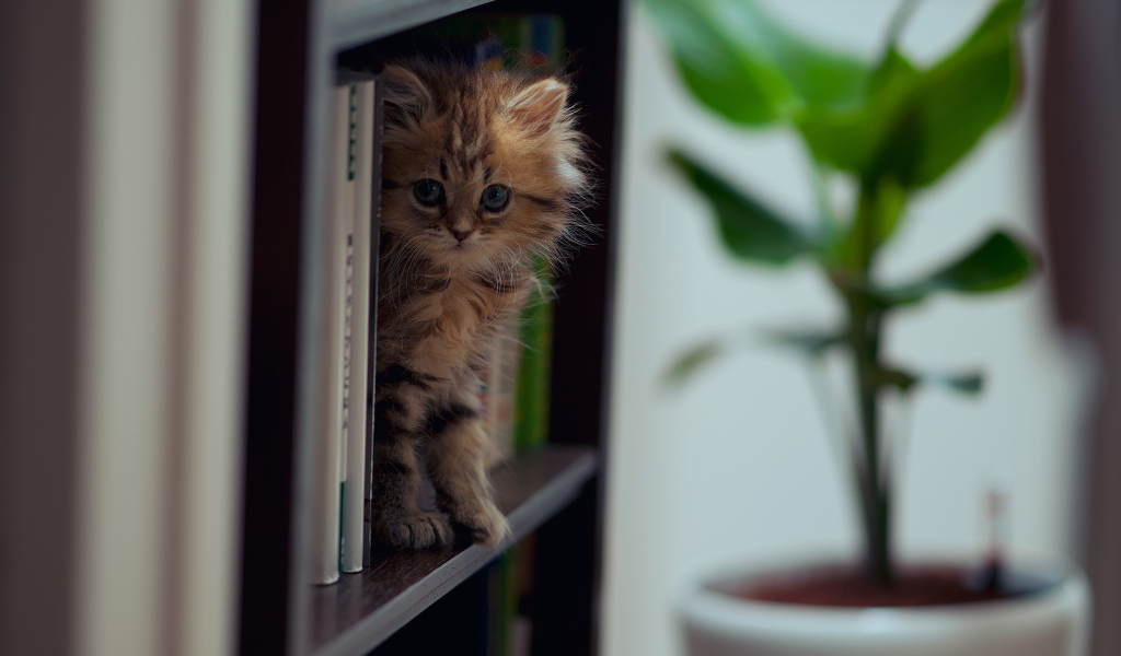 Котенок на полке