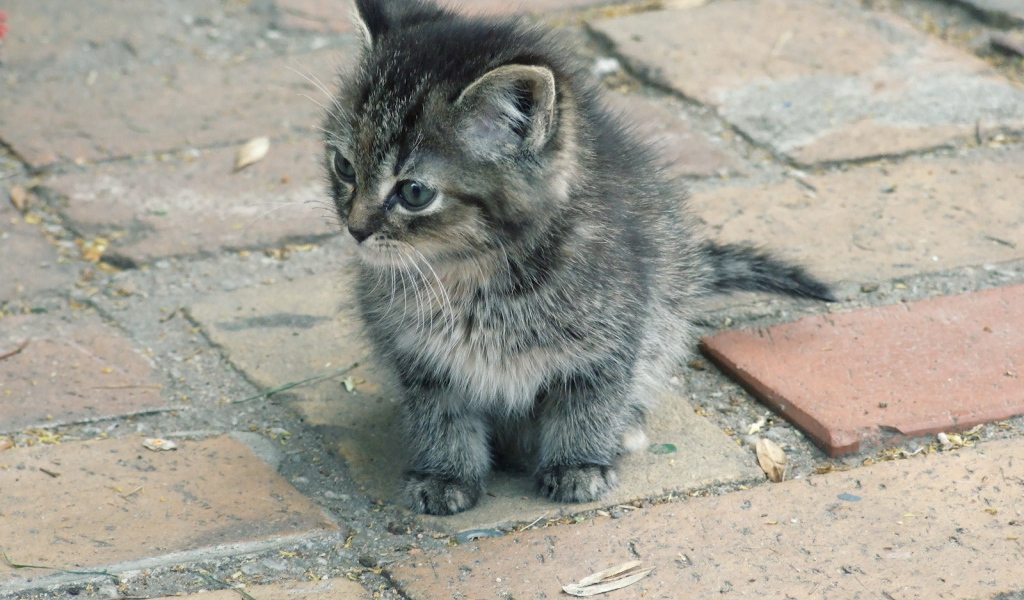 Котенок на улице