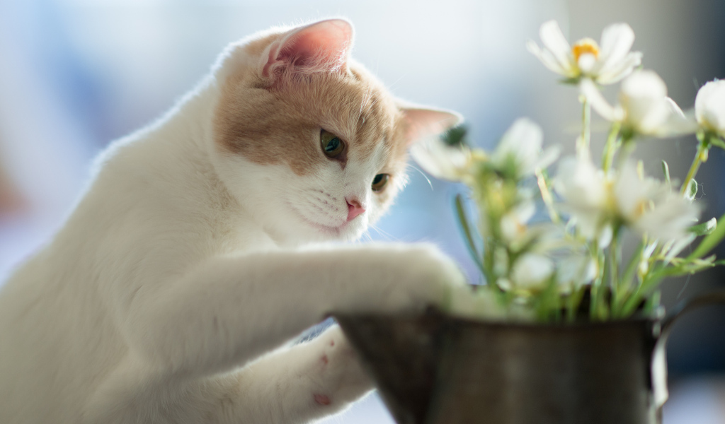 Котенок играет цветками