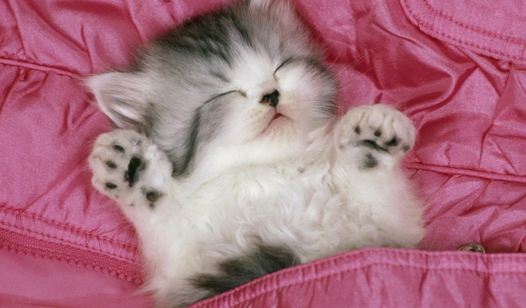 Котенок спит в розовой кровати