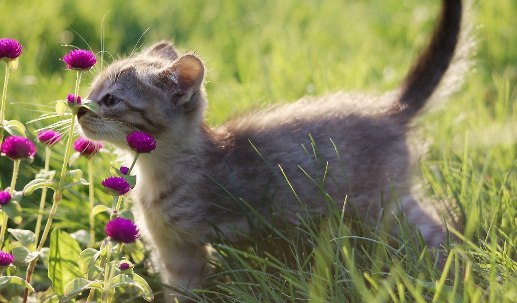 Котенок нюхает цветы