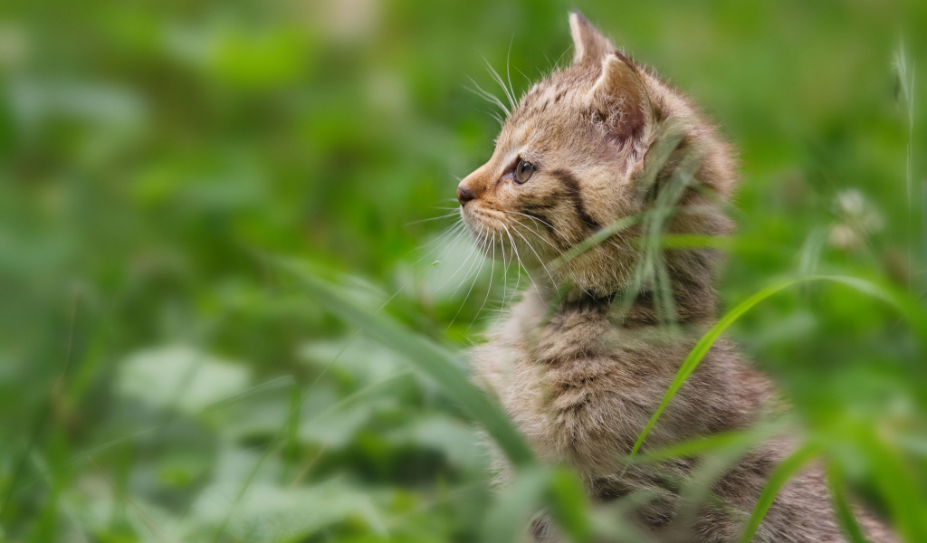 Котенок гуляет в траве