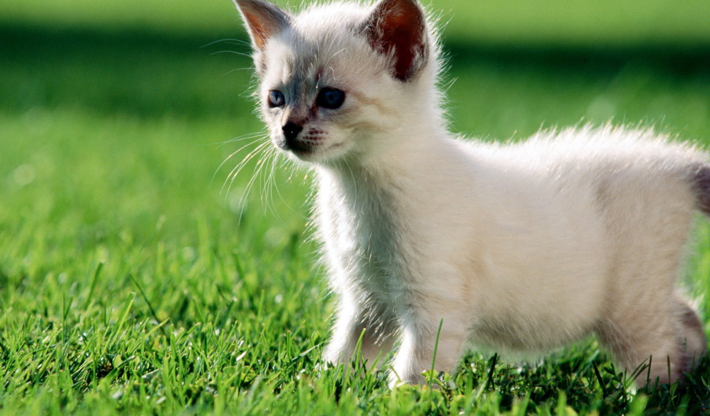 Котенок гуляет по газону