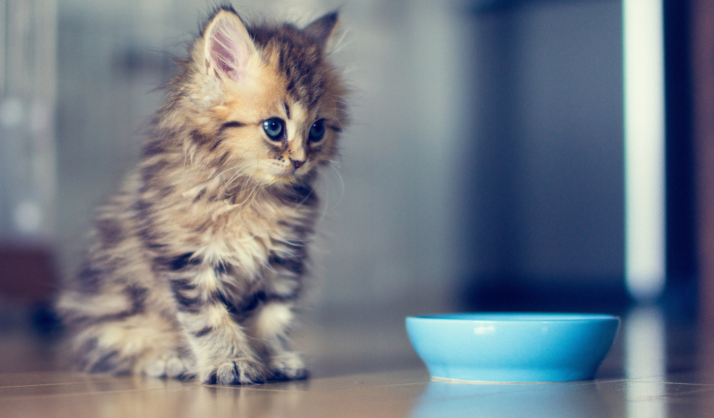 Котенок хочет кушать