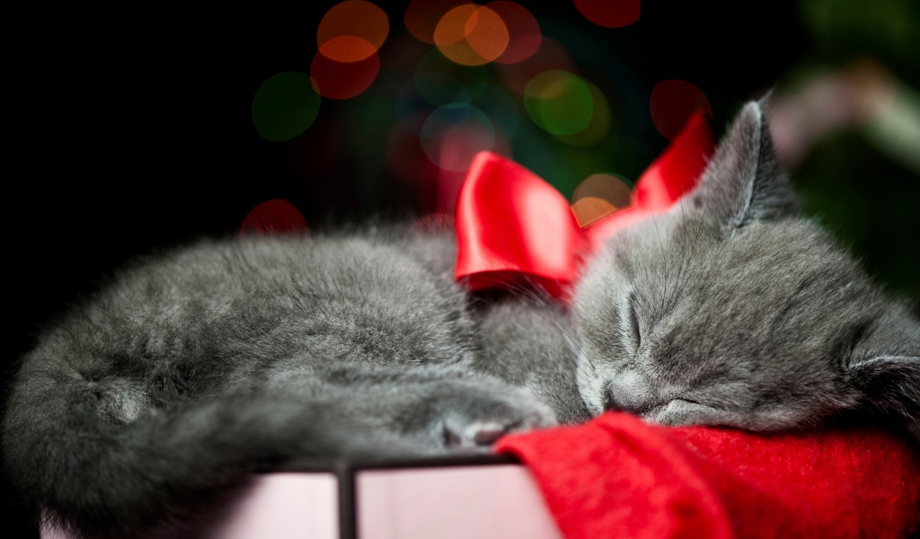 Котенок с красным бантом