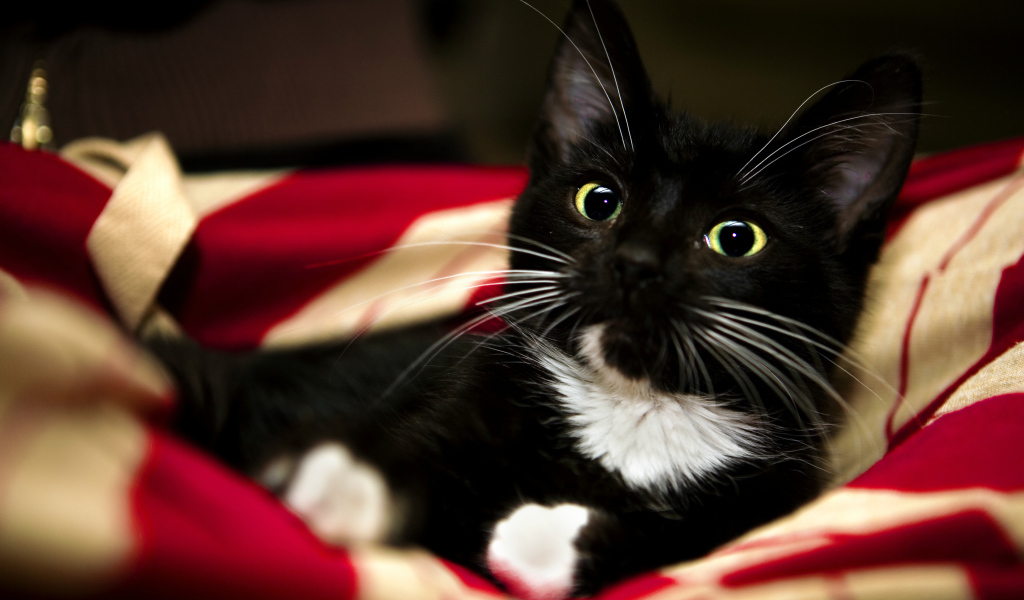 Котенок с белыми усами