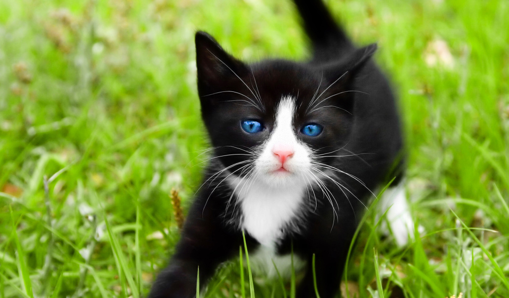 Котенок с голубыми глазами