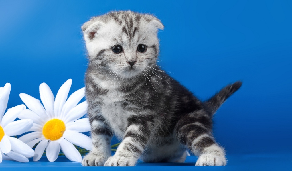 Котенок с ромашками