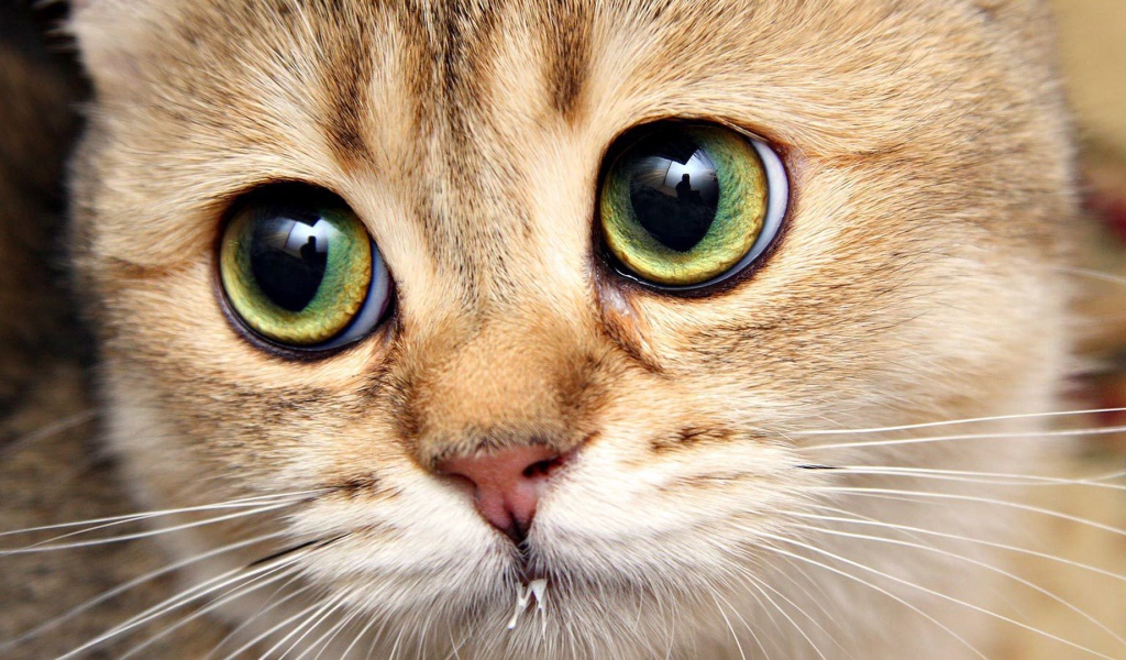 Котенок с выразительными глазами