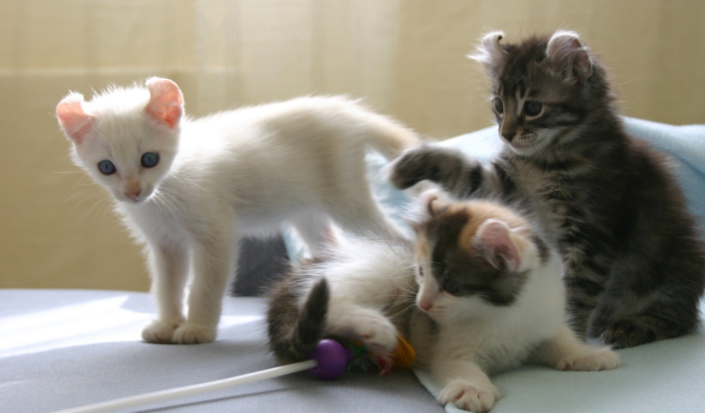 Котята породы американский керл