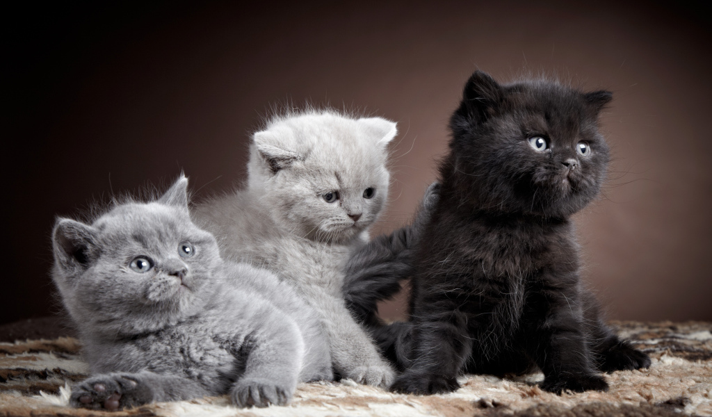 Котята породы британская короткошерстная кошка