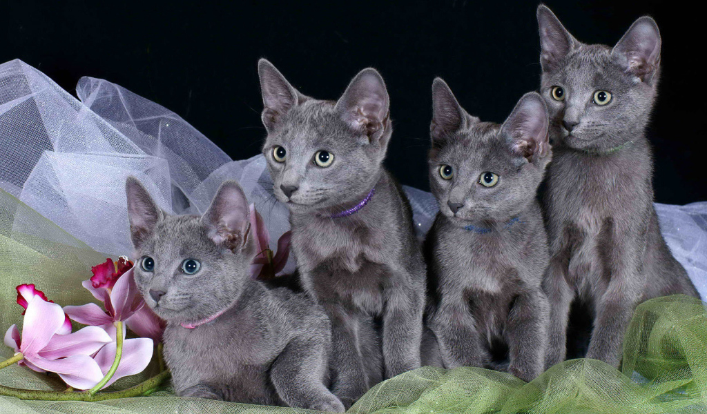 Котята русской голубой кошки