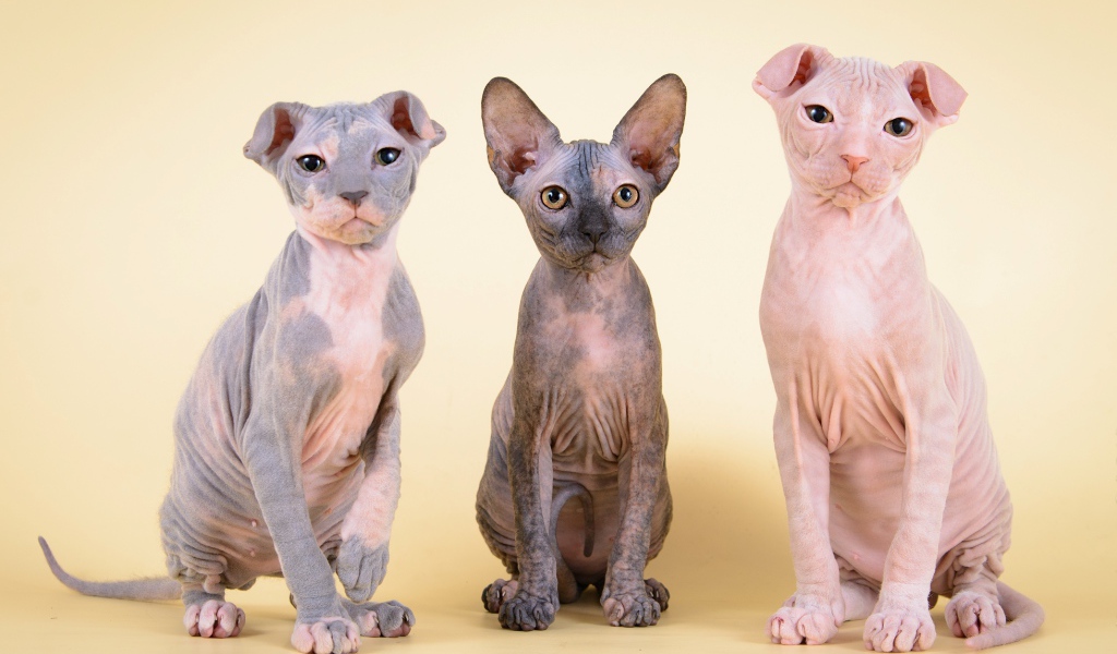 Котята украинский левкой