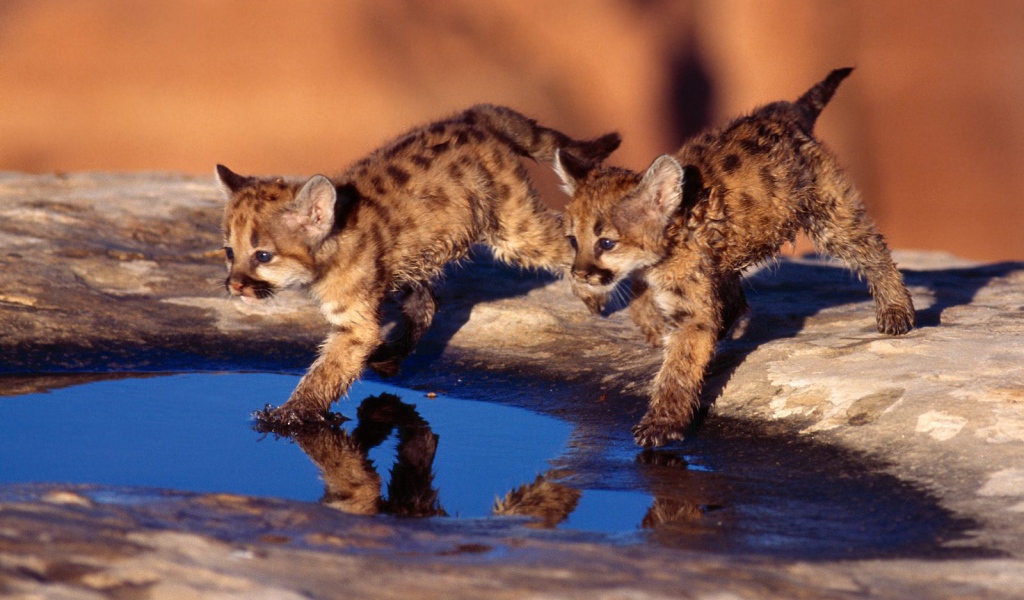 Котята бегут по воде