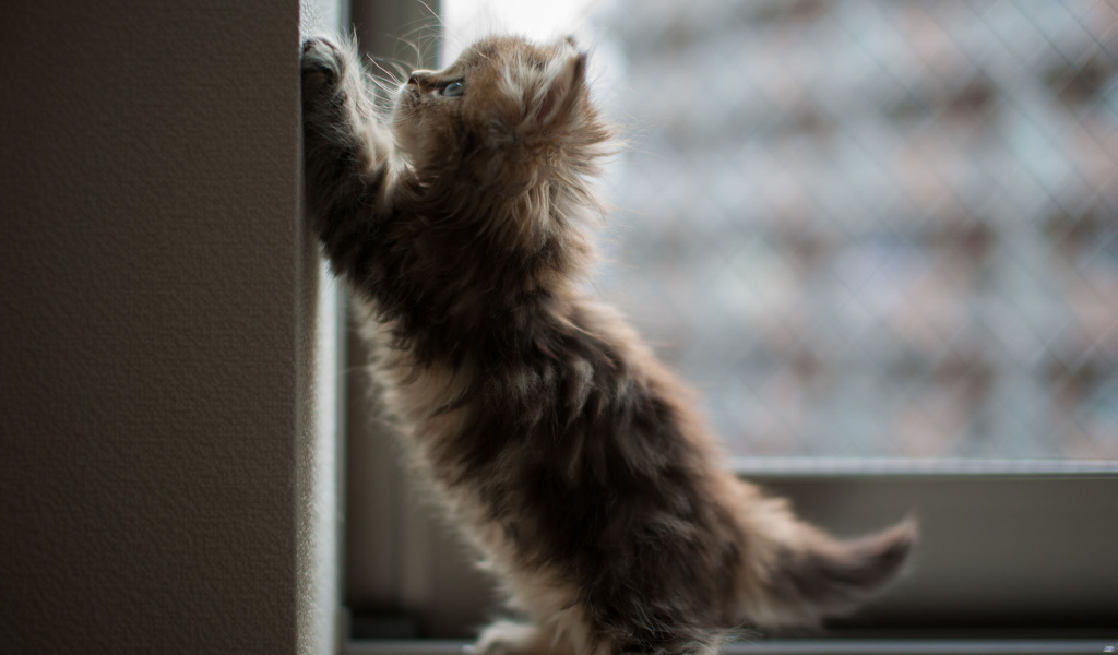 Котенок на окне