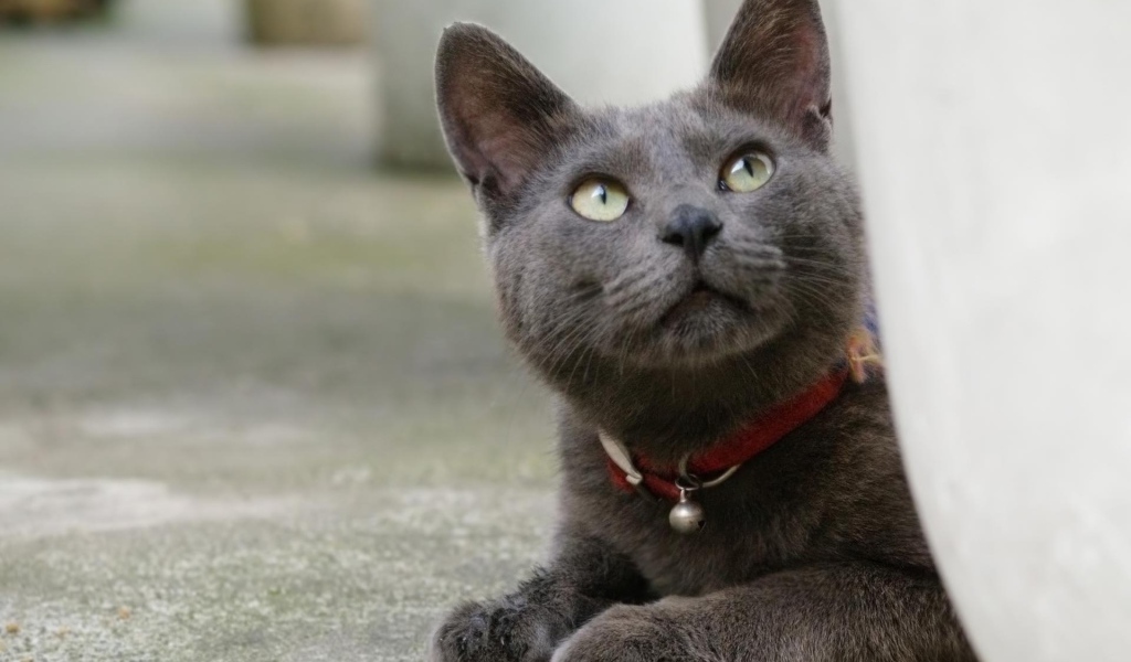 Кот корат смотрит вверх