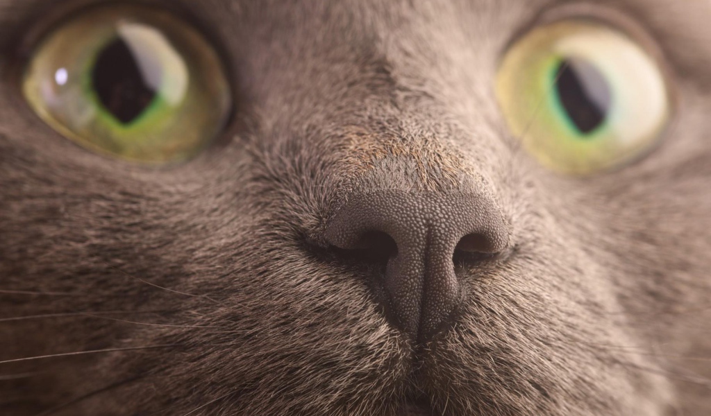 Мордочка кота корат