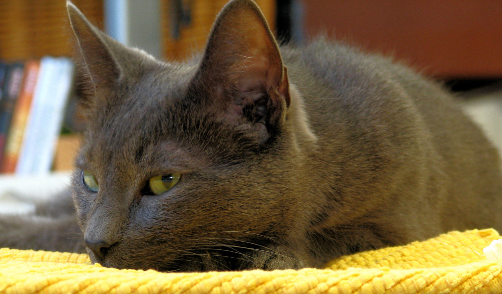 Корат лежит на коврике