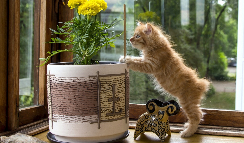 Котенок курильского бобтейла проверяет цветок