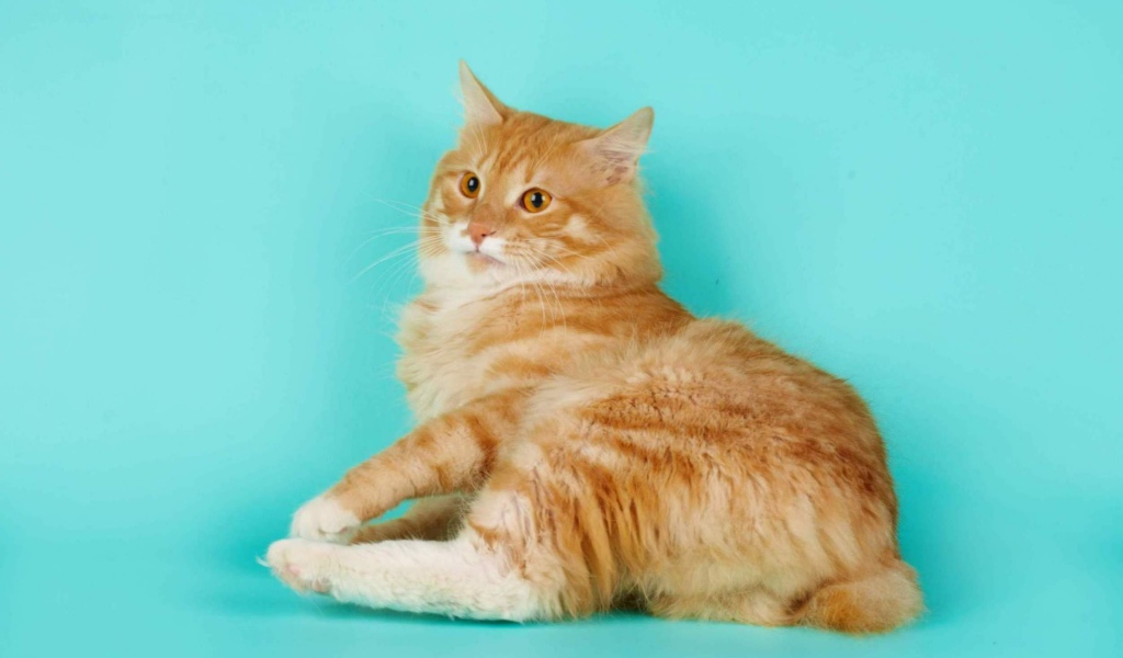 Курильский бобтейл на голубом фоне