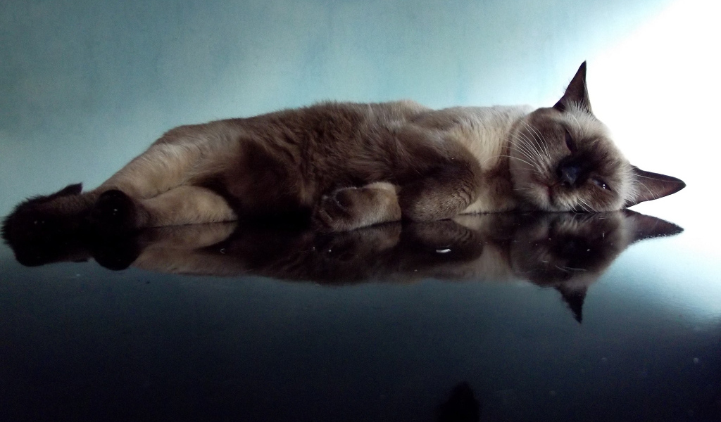 Ленивая сиамская кошка