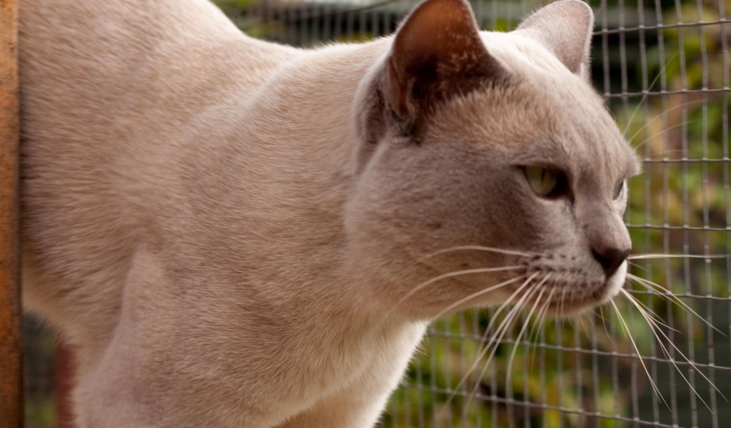 Светлая бурманская кошка