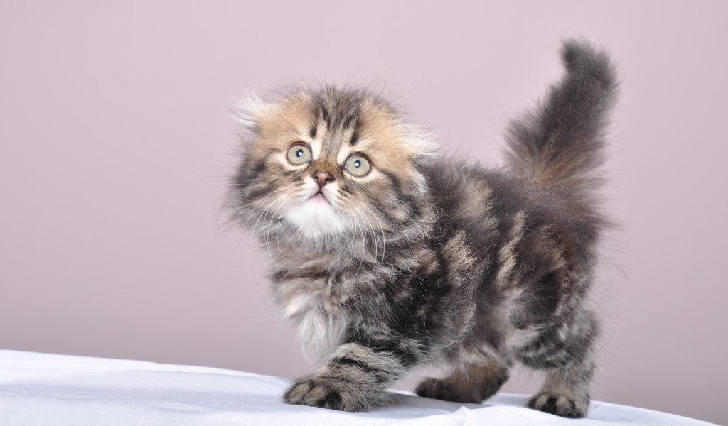 Маленький котенок британской длинношерстной кошки